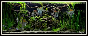 700 AMAZON BIOTOPErybicky.net