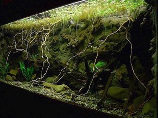 790 amazonas 412 l 09