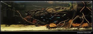 845 Aquascaping Biotope Main