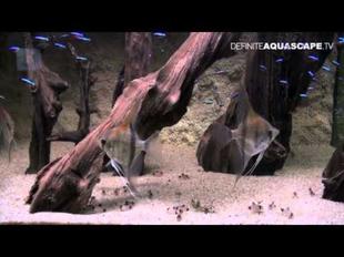 900 Aquascaping Aquarium Ideas from ZooBotanica 2012 part 5